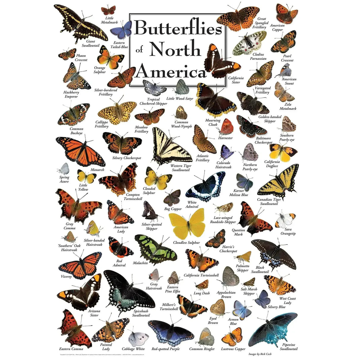 Butterflies of North America 1000 Piece Jigsaw Puzzle MasterPieces