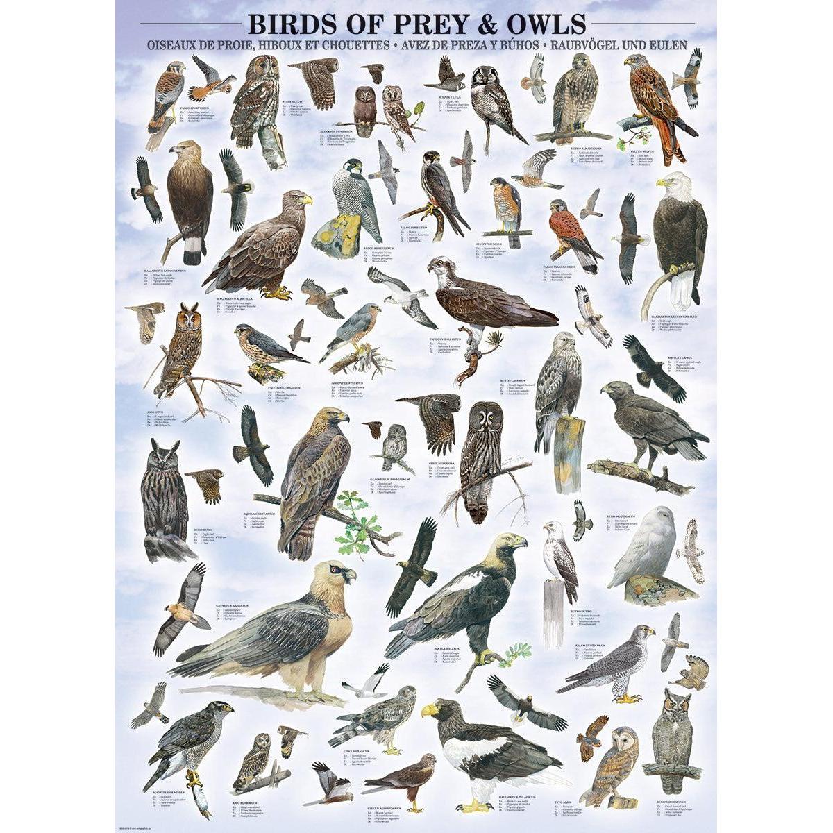 Birds of Prey & Owls 1000 Piece Jigsaw Puzzle Eurographics