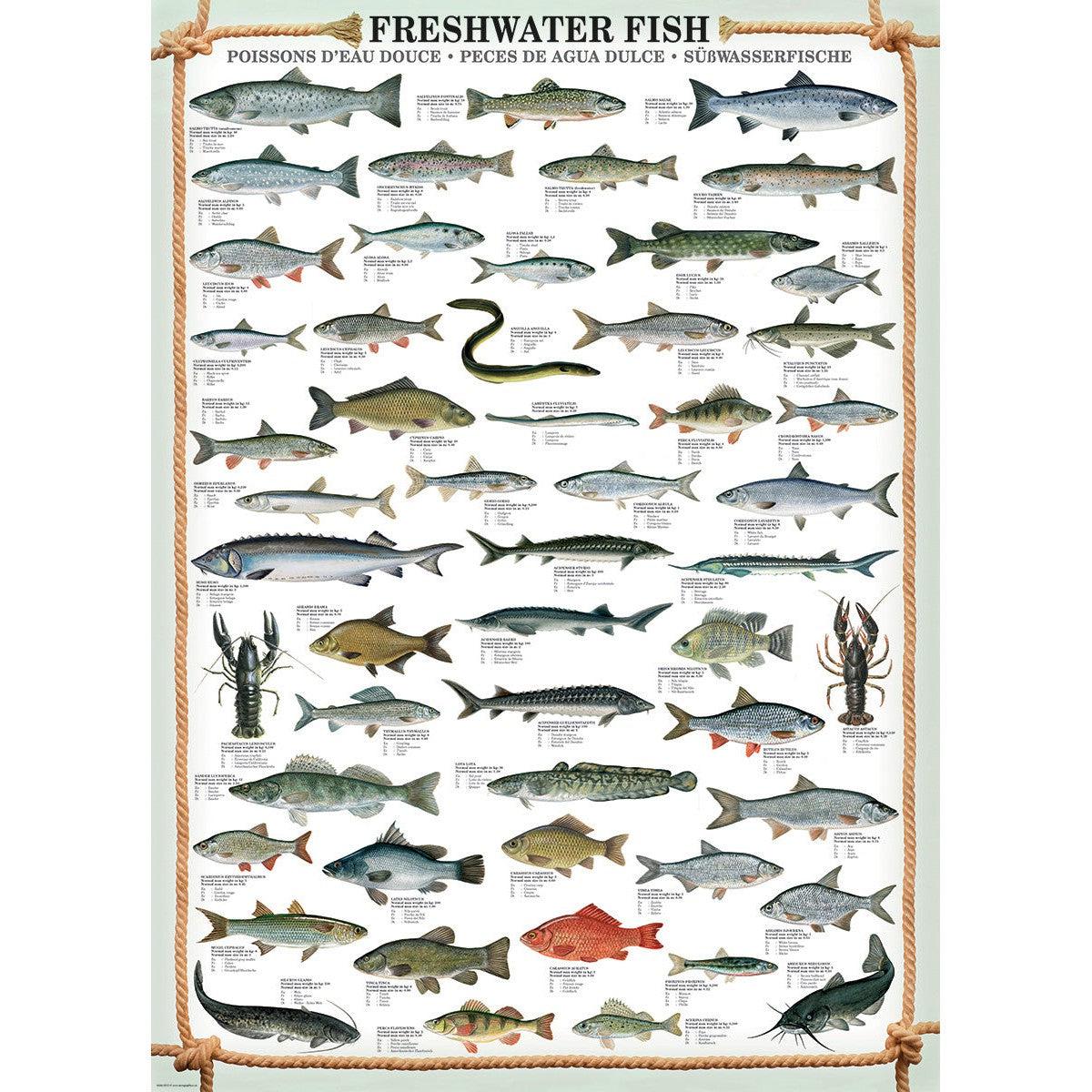 Freshwater Fish 1000 Piece Jigsaw Puzzle Eurographics