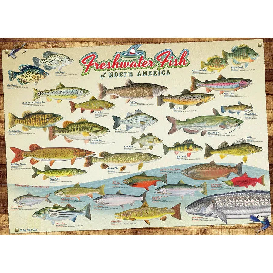 Freshwater Fish of North America 1000 Piece Jigsaw Puzzle Cobble Hill