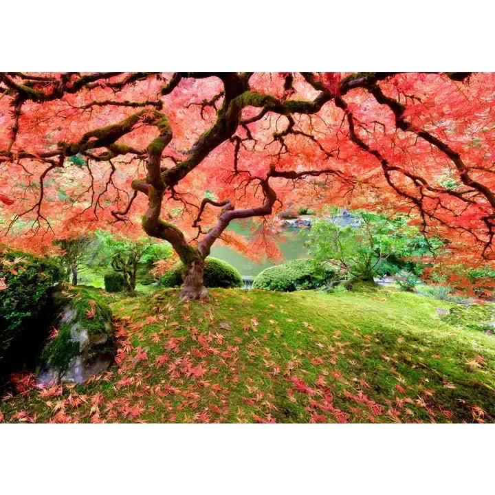 Japanese Maple Tree 1000 Piece Jigsaw Puzzle Peter Pauper