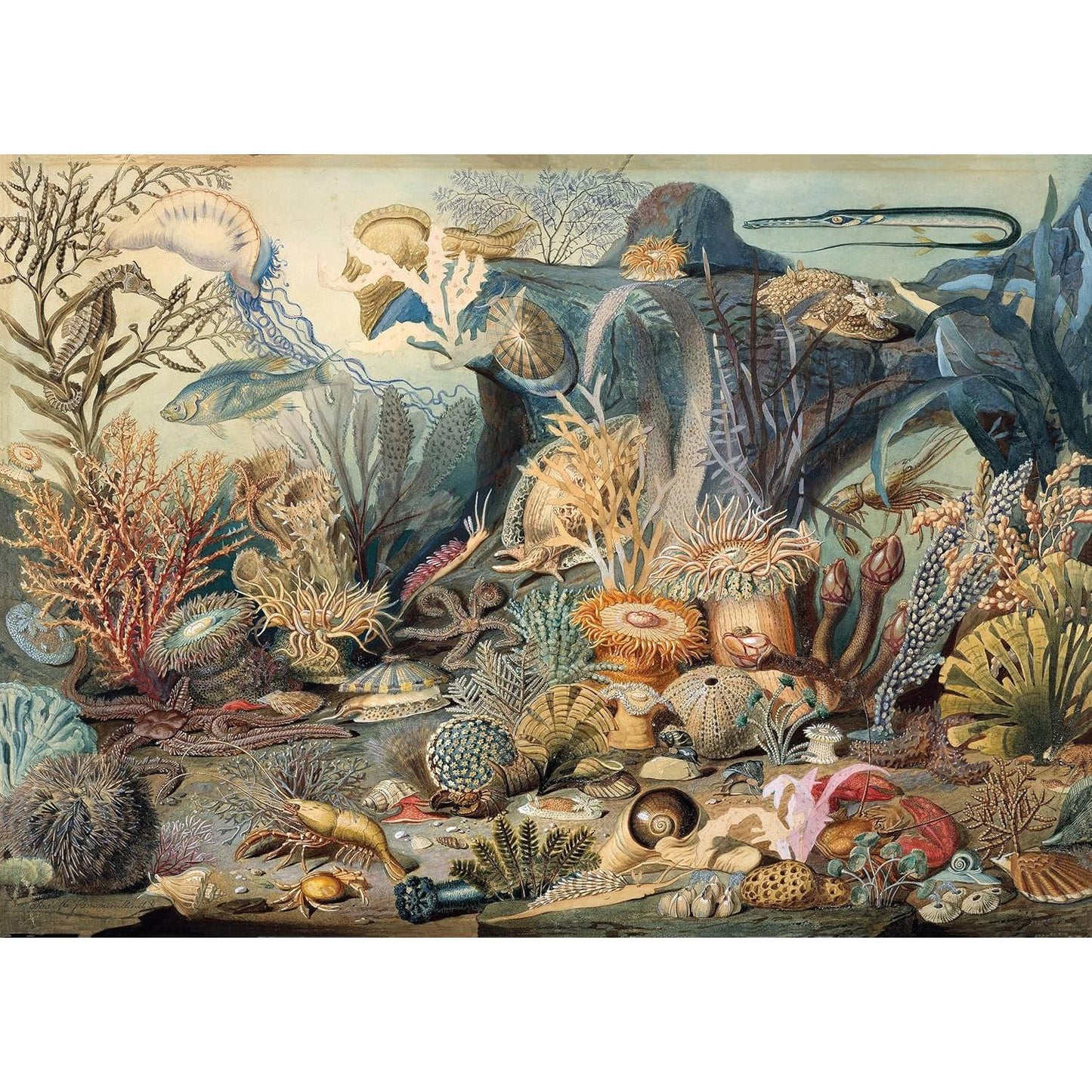 Ocean Life 1000 Piece Jigsaw Puzzle Peter Pauper