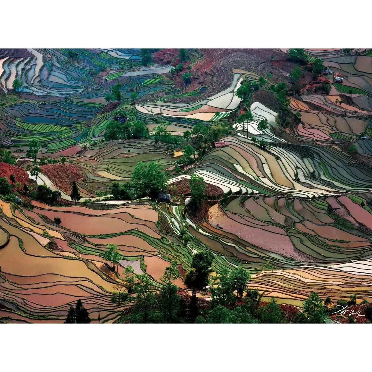 Rice Terraces 1000 Piece Jigsaw Puzzle Insights