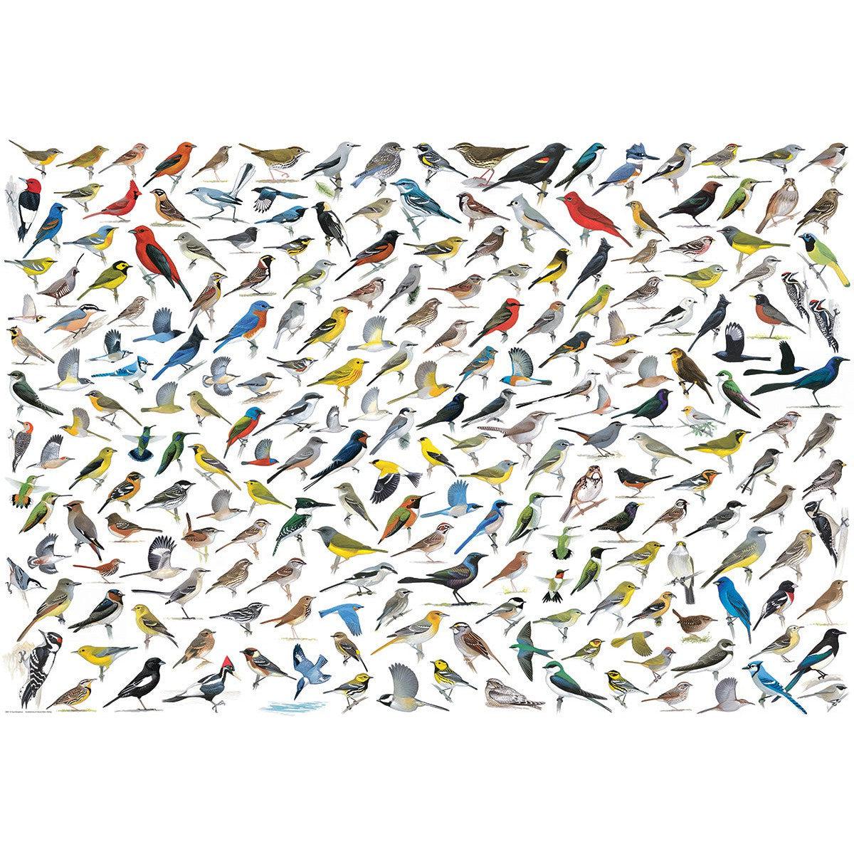 The World of Birds 2000 Piece Jigsaw Puzzle Eurographics