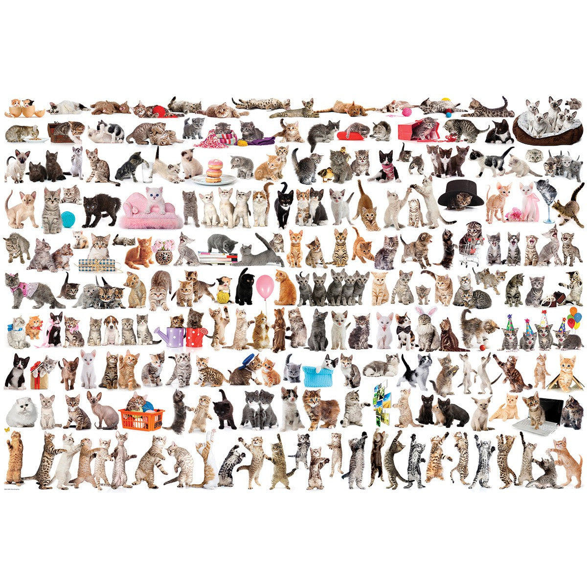 The World of Cats 2000 Piece Jigsaw Puzzle Eurographics