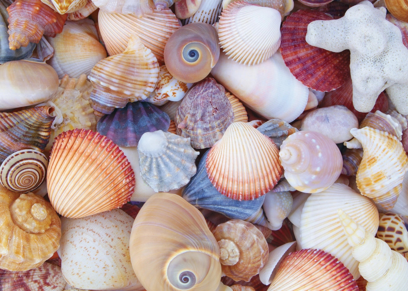 All the Shells 1000 Piece Jigsaw Puzzle Peter Pauper