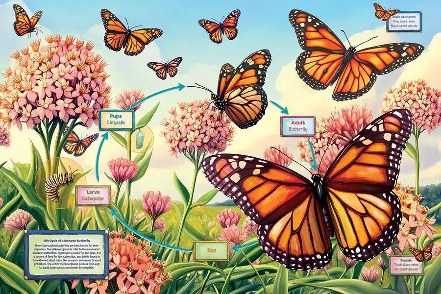 Life Cycle of a Monarch 35 Piece Floor Jigsaw Puzzle Cobble Hill