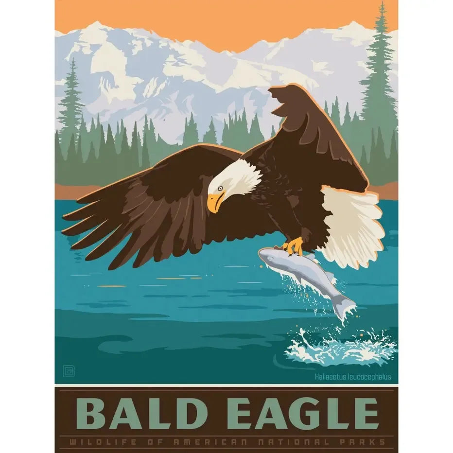 Bald Eagle 300 Piece Jigsaw Puzzle MasterPieces