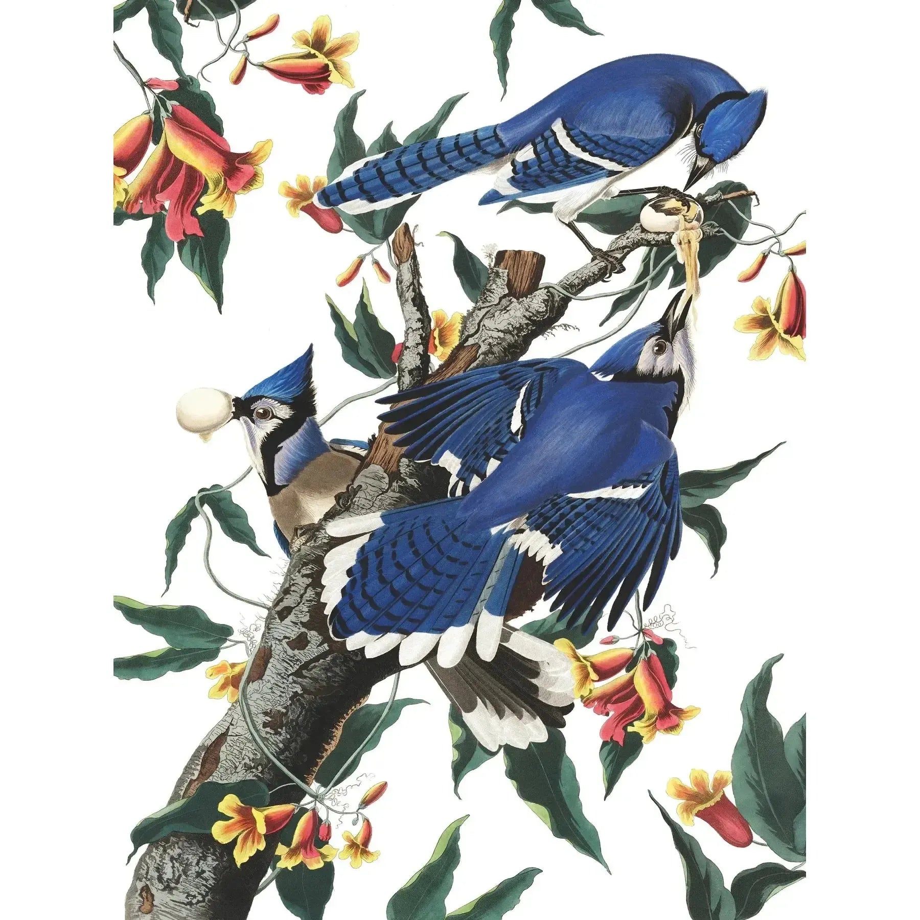 Blue Jays Vintage Collection 500 Piece Jigsaw Puzzle NYPC