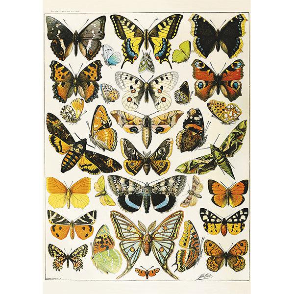 Butterflies & Moths by Millot 1000 Piece Jigsaw Puzzle Piatnik