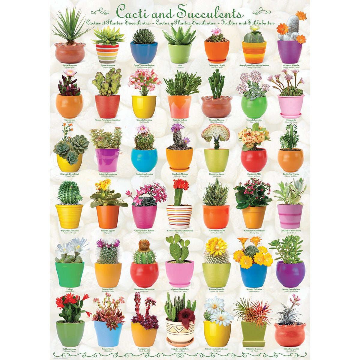 Cacti & Succulents 1000 Piece Jigsaw Puzzle Eurographics