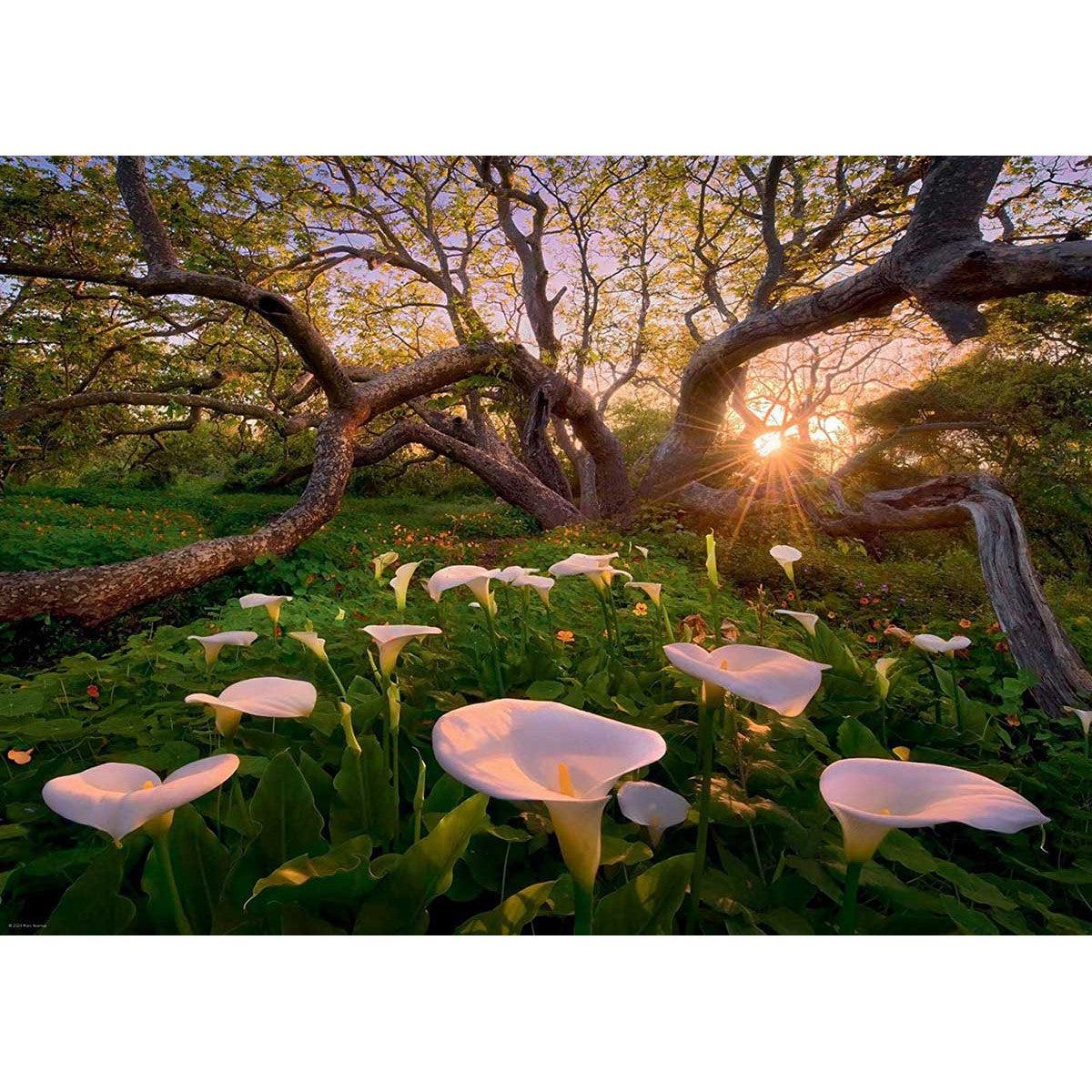 Calla Clearing Magic Forests 1000 Piece Jigsaw Puzzle Heye