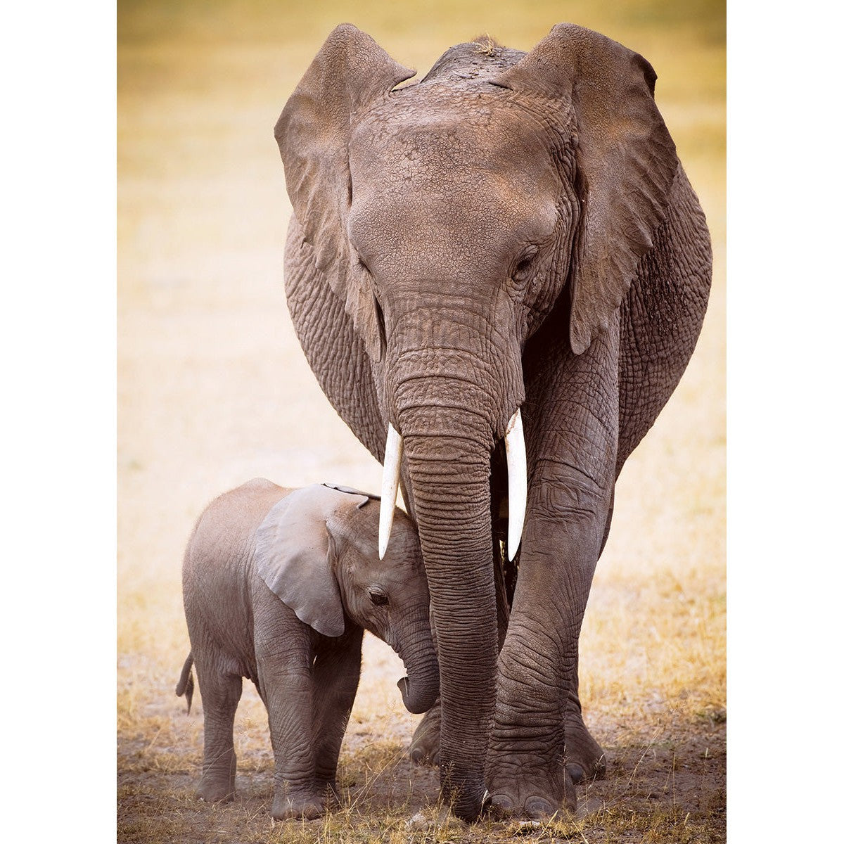 Elephant & Baby 1000 Piece Jigsaw Puzzle Eurographics