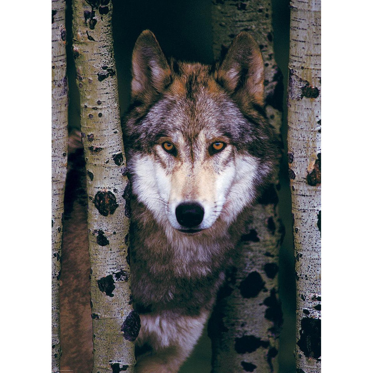 Gray Wolf 1000 Piece Jigsaw Puzzle Eurographics