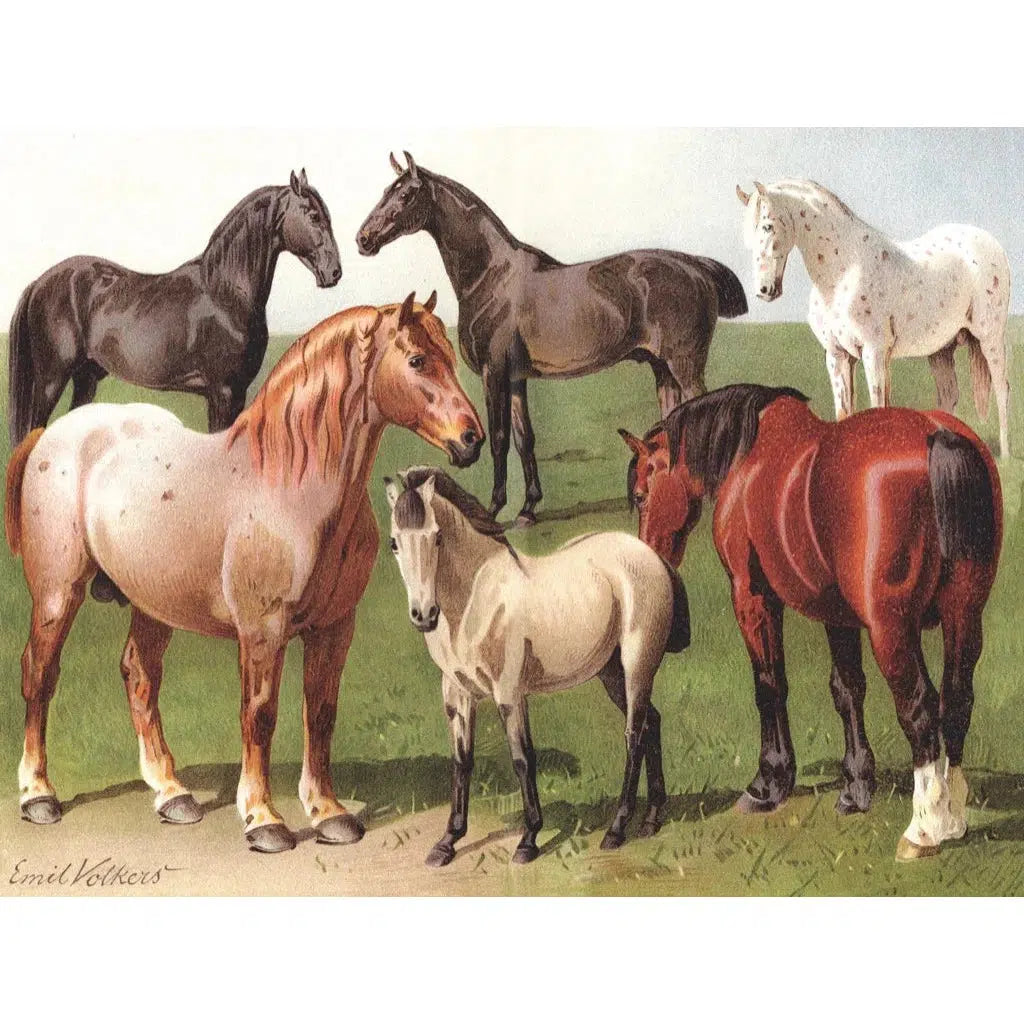 Horse Breeds 1000 Piece Jigsaw Puzzle NYPC