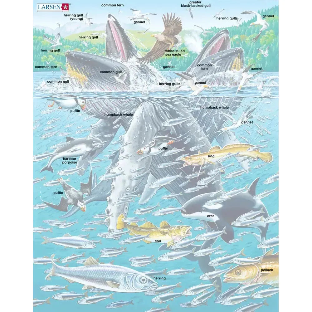 Humpback Whales in a School of Herrings 140 Piece Tray Jigsaw Puzzle Larsen