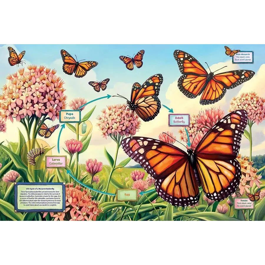 Life Cycle of a Monarch 35 Piece Floor Jigsaw Puzzle Cobble Hill
