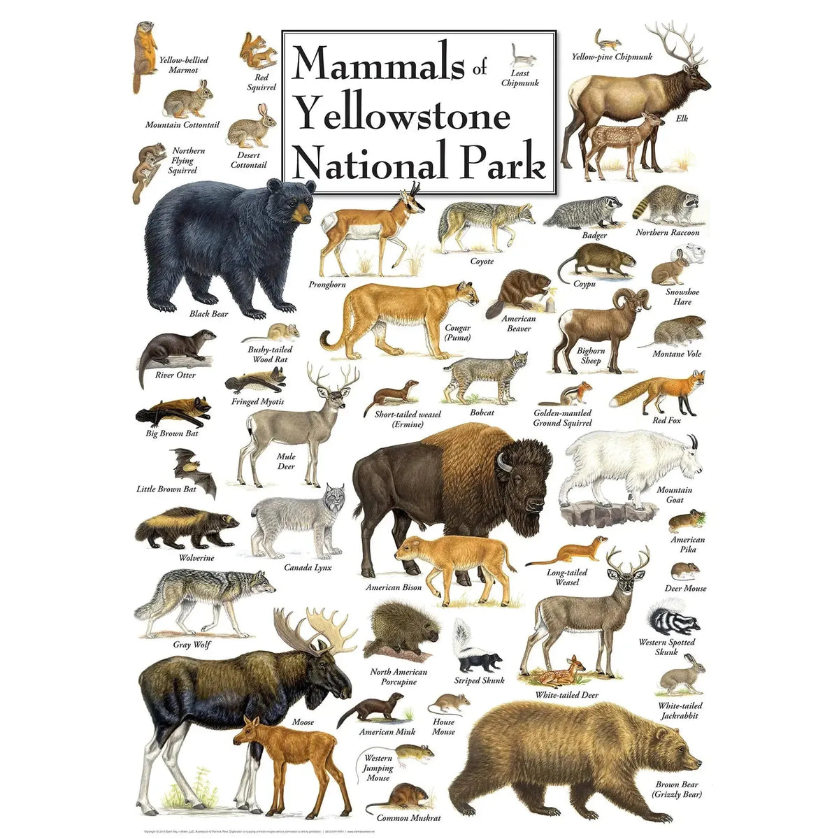 Mammals of Yellowstone National Park 1000 Piece Jigsaw Puzzle MasterPieces