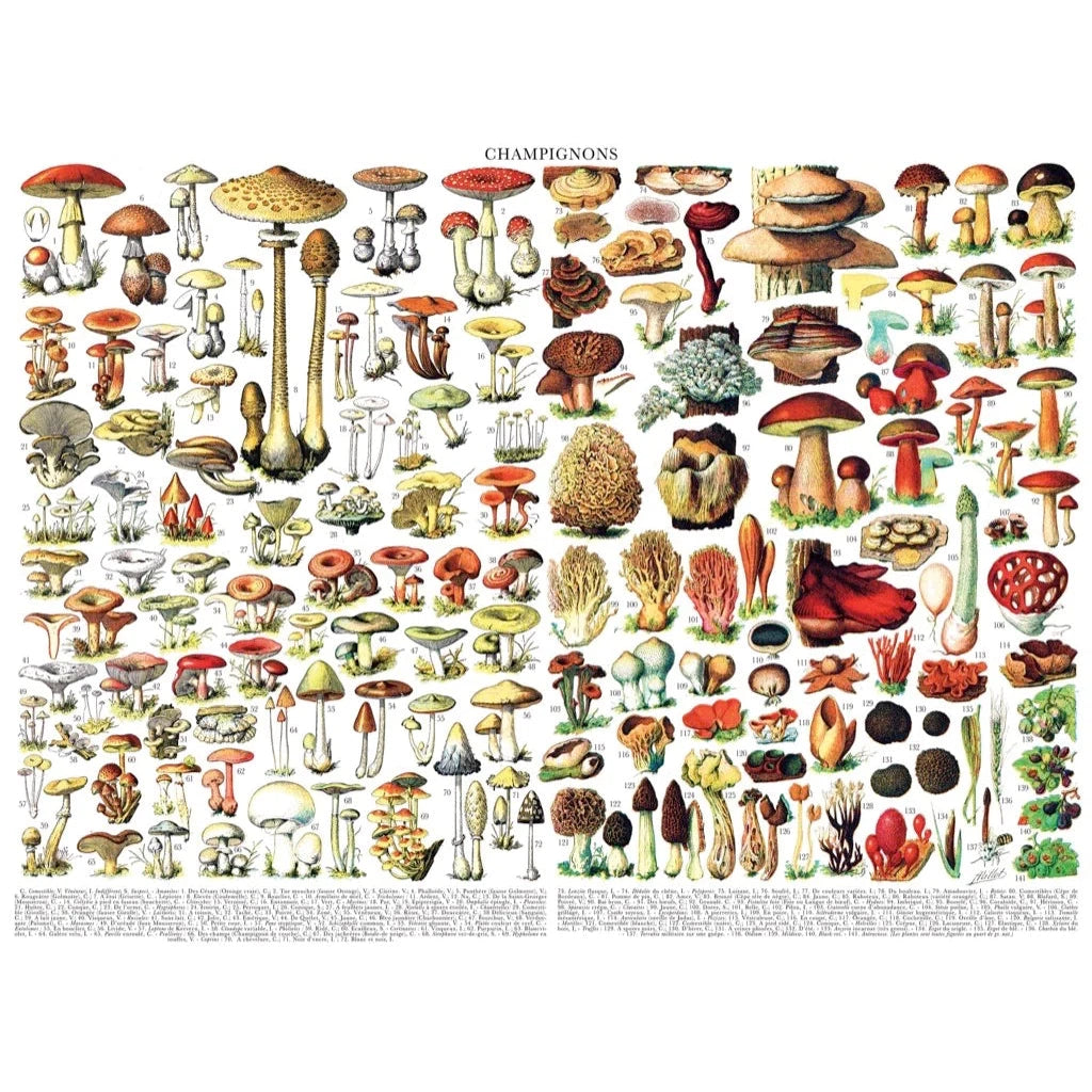 Mushrooms ~ Champignons 1000 Piece Jigsaw Puzzle NYPC