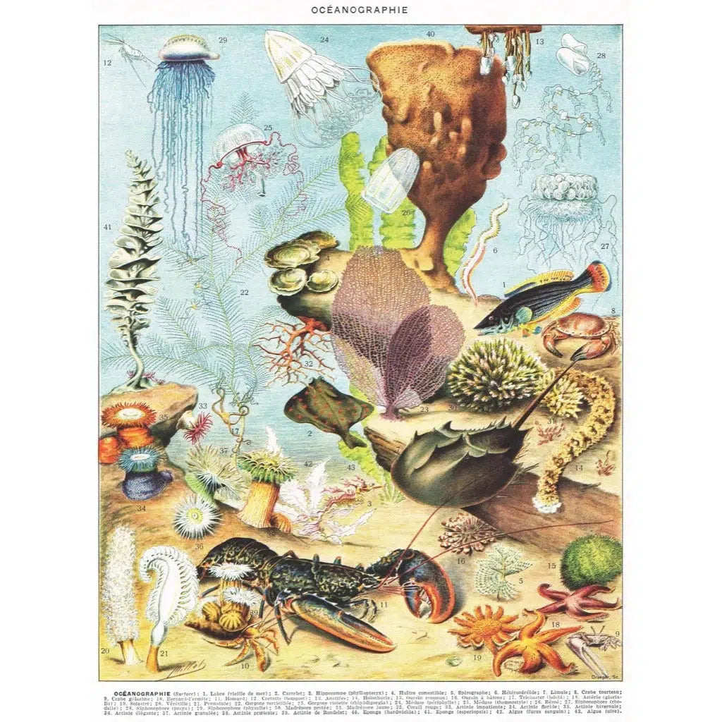 Oceanography 1000 Piece Jigsaw Puzzle NYPC