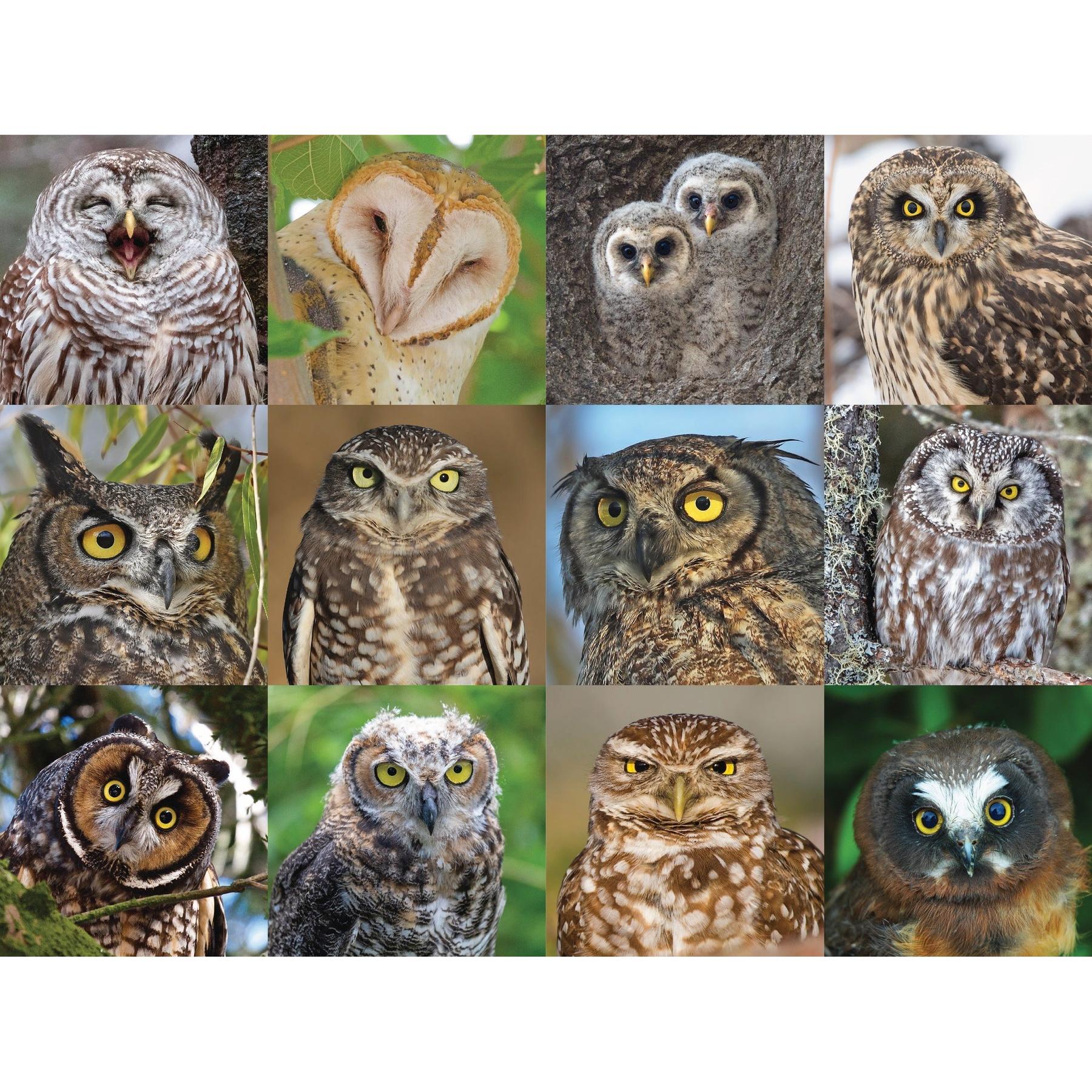 Owls & Owlets 1000 Piece Jigsaw Puzzle NYPC
