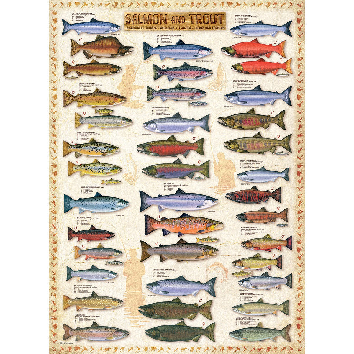 Salmon & Trout 1000 Piece Jigsaw Puzzle Eurographics