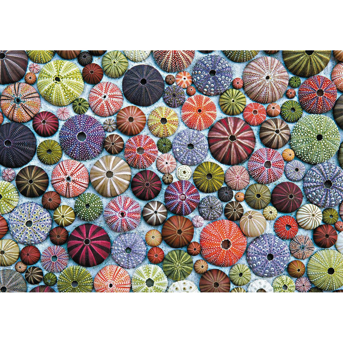 Sea Urchins 1000 Piece Jigsaw Puzzle Piatnik