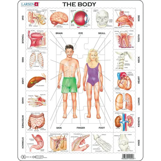 The Body 35 Piece Tray Jigsaw Puzzle Larsen