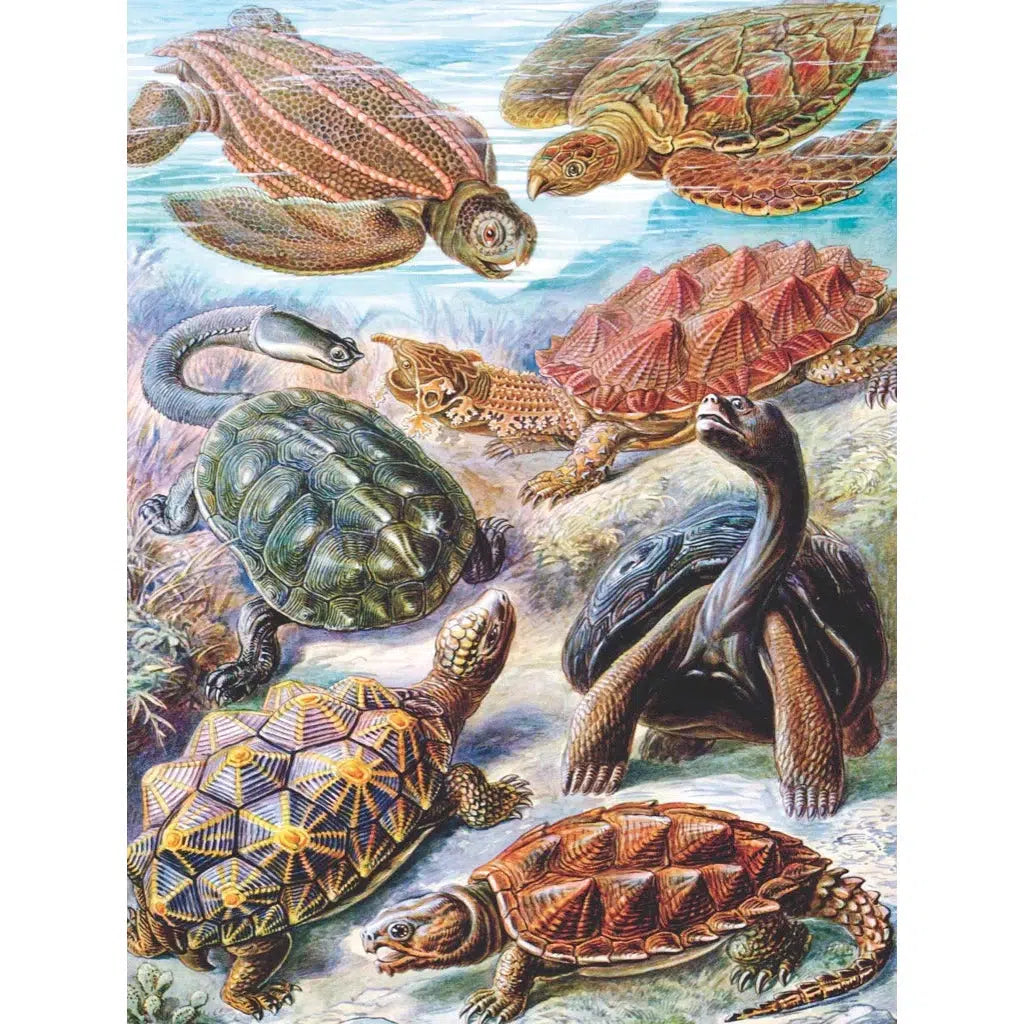 Turtles 1000 Piece Jigsaw Puzzle NYPC