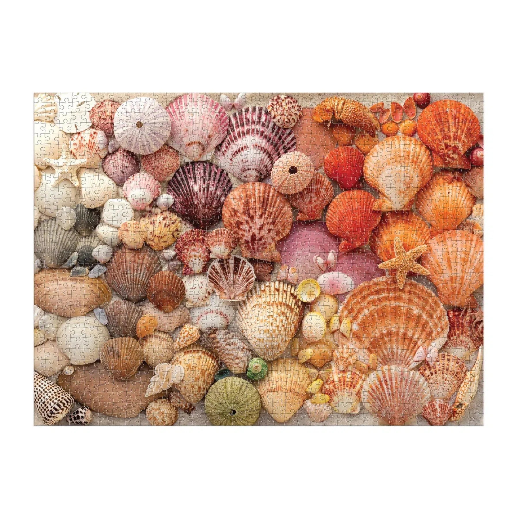 Vibrant Seashells 1000 Piece Jigsaw Puzzle Galison