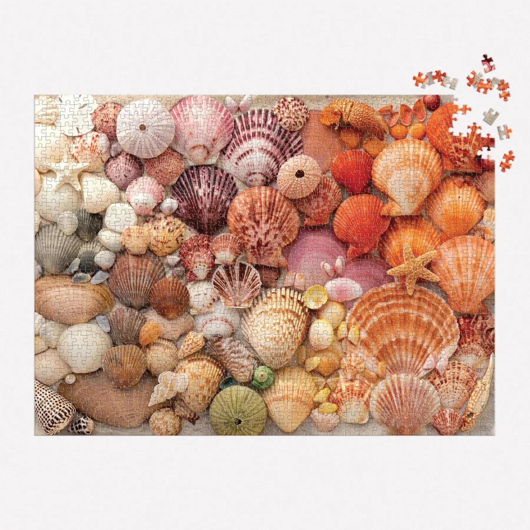 Vibrant Seashells 1000 Piece Jigsaw Puzzle Galison